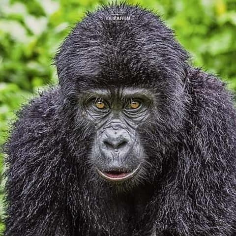 Gorilla Safari Lodge Rubuguli Esterno foto