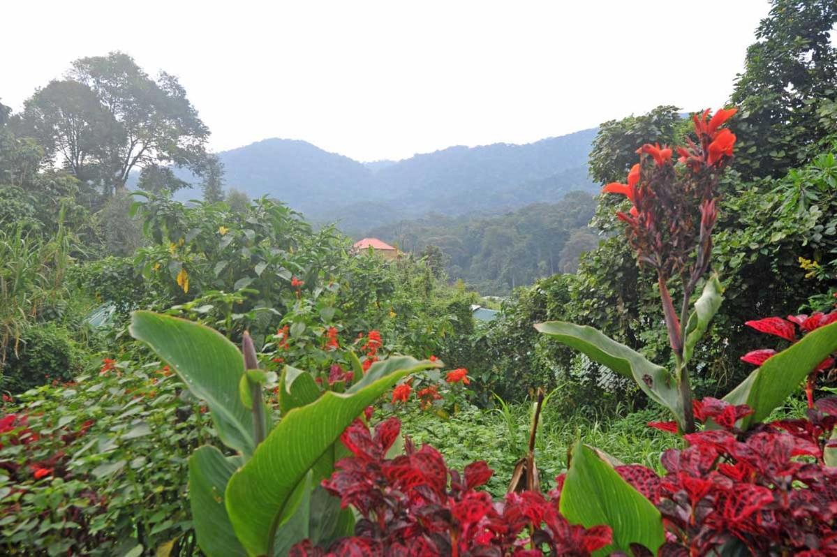 Gorilla Safari Lodge Rubuguli Esterno foto